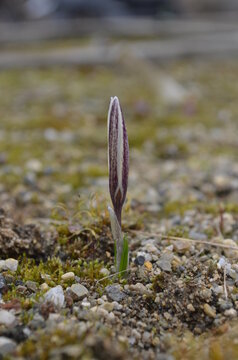 Blooming Saffron, Crocus Alatavicus, In The Garden