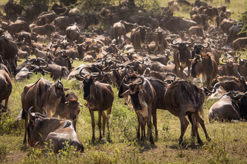 Group of wildebeasts during safari in National Park of Serengeti, Tanzania. Wild nature of Africa.