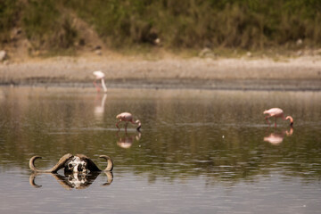 Group of flamingo birds during safari in Serengeti National Park, Tanzania. Wild nature of Africa