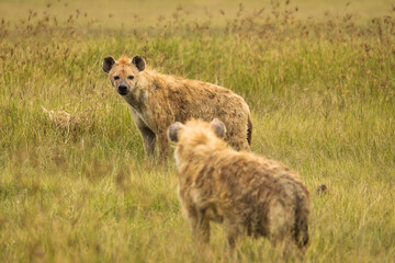 Hyena in the grass during safari in National Park of Ngorongoro, Tanzania. Wild nature of Africa