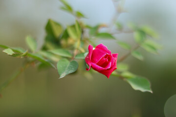 Pink rose, on a hazy morning
