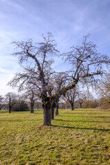 Verschiedene Apfelbäume auf einer Streuobstwiese