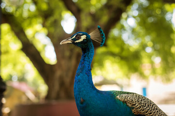 Close-up of a beautiful and colorful peacock in Zanzibar, Tanzania