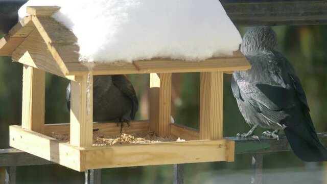 Two jackdaws eat food from the feeder in 4k slow motion 60fps