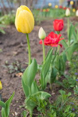 yellow white and red tulips in spring on a background of green foliage and ground