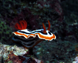 Front view of a Chromodoris Magnifica nudibranch Siquijor Philippines
