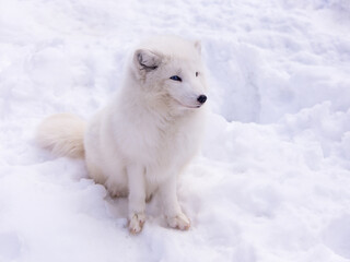 Beautiful young odd-eyed Arctic fox in its white winter fur sitting in snow looking to its left