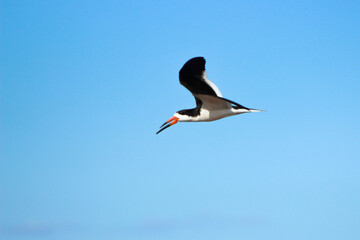 Black Skimmer (Rynchops niger) flying through the sky