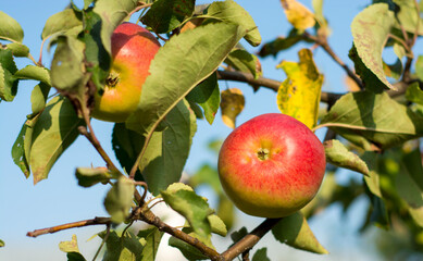 ripe juicy red-green apples hang on a branch among green foliage against a blue sunny sky