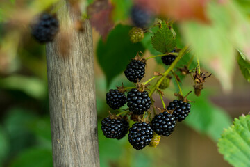 black ripe blackberries on a branch in the garden against a background of green foliage