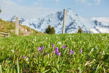 Bergwiese mit Frühlingsblumen und schneebedecktem Berg im Hintergrund
