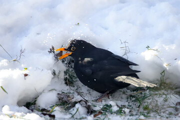 Amsel