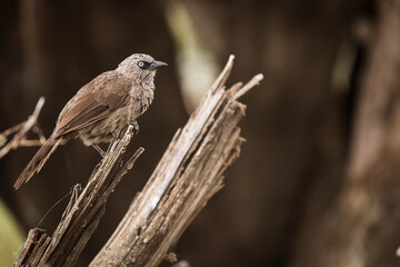 Rufous- Tailed Weaver in Ngorongoro national park Tanzania.