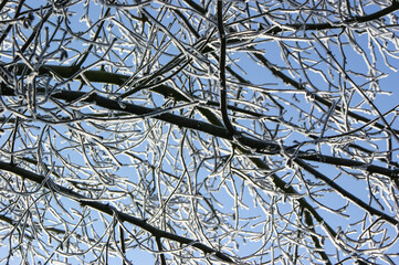 Branches  covered with snow, close up detail, on the background of sky in the winter garden