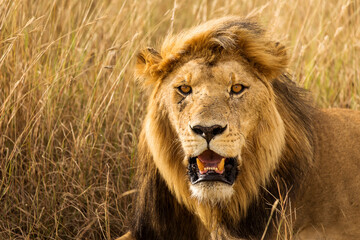 Fototapeta na wymiar Closeup of a lion resting in the grass during safari in Serengeti National Park, Tanzania. Wild nature of Africa..