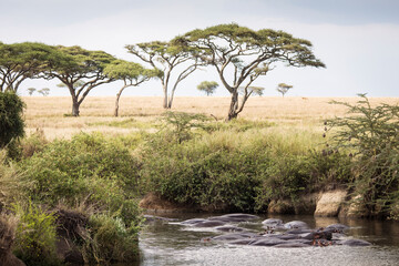 Group of hippopotamus in the water in a beautiful landscape of Serengeti National Park, Tanzania....