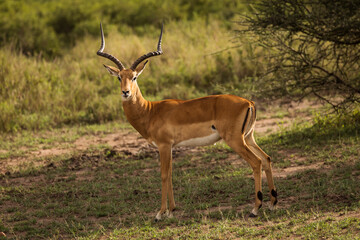 Naklejka na ściany i meble Closeup of Impala image taken on Safari located in the Serengeti, National park, Tanzania. Wild nature of Africa.