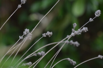 Close-up of lavender