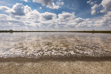 Group of flamingo birds on lake with acacia trees in background during safari in Serengeti National Park, Tanzania. Wild nature of Africa