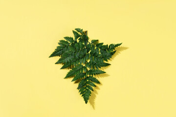 Green fern leaf pattern on yellow background Natural background. Tropical summer background.