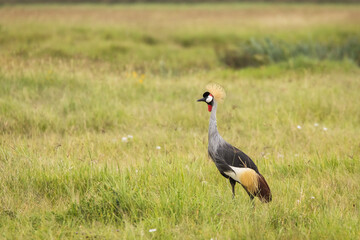 Grey crowned crane bird in the grass during safari in Ngorongoro National Park, Tanzania. Wild nature of africa.