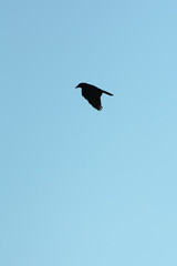 Black silhouette of a crow flying against a bright sunny winter sky above the coastal bay of Polzeath, Cornwall, UK. Looking like a dreamy summer scene - Icon and illustration qualities.