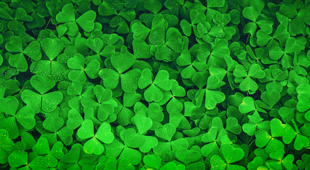 Naklejki  Green clover field as St Patrick's Day background