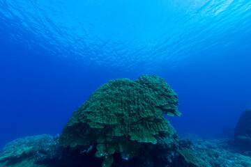 coral reef and diver