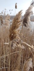 Obraz premium the grass in the wind