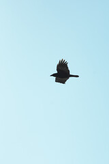 Black silhouette of a crow flying against a bright sunny winter sky above the coastal bay of Polzeath, Cornwall, UK. Looking like a dreamy summer scene - Icon and illustration qualities.