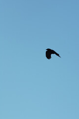 Black silhouette of a crow flying against a bright sunny winter sky above the coastal bay of Polzeath, Cornwall, UK. Looking like a dreamy summer scene - Icon and illustration qualities.