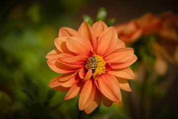 Honey bee collecting pollen at beautiful flower in blur background. 