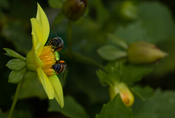 Two Honey bees collecting pollen at beautiful flower on blur background. Front and back concept with copy space for your text.