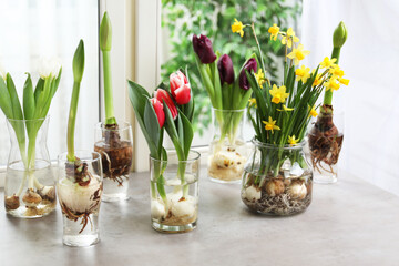 Beautiful spring flowers in glassware on grey window sill
