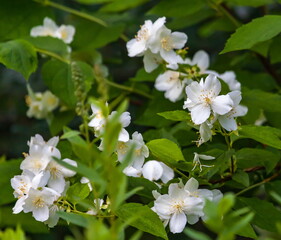 White Jasmine flowers in summer closeup