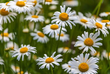 Obraz premium Garden Daisy in the flowerbed in summer closeup