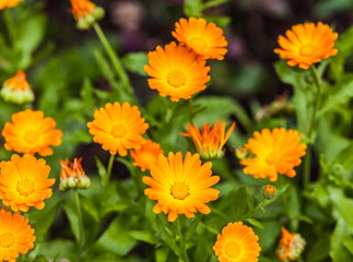 Orange flowers of marigold closeup in summer on a green background