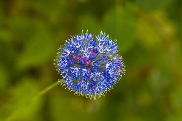 Indian onion flowers closeup in summer