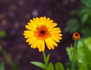 Orange flowers of marigold closeup in summer on a green background
