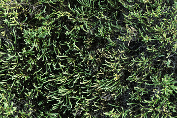 Natural background green carpet of grass. Flat style