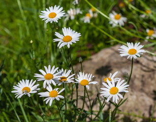 Daisy flowers garden closeup