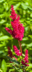 Red flowers astilba closeup