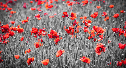 Field full of red common poppy