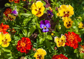 Garden flowers marigolds and pansies on a flower bed close - up in the summer on a green background