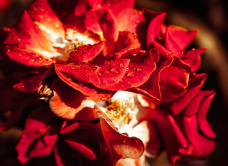 Blooming red rose with water drops on petal