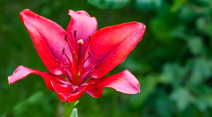 Lily flower red closeup in summer on green background