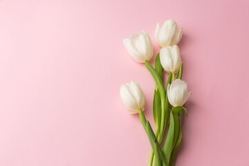 Close-up photo of fresh white tulips isolated on pink background. Copy space, horizontal orientation. Beautiful flowers. International women's day, birthday.