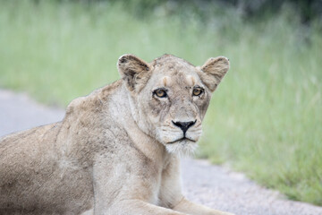 Kruger National Park: Lioness portrait