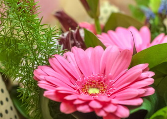 Gerbera in a bouquet close-up