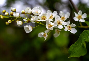 White cherry blossoms on green foliage background